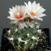 Turbinicarpus_bonatzii